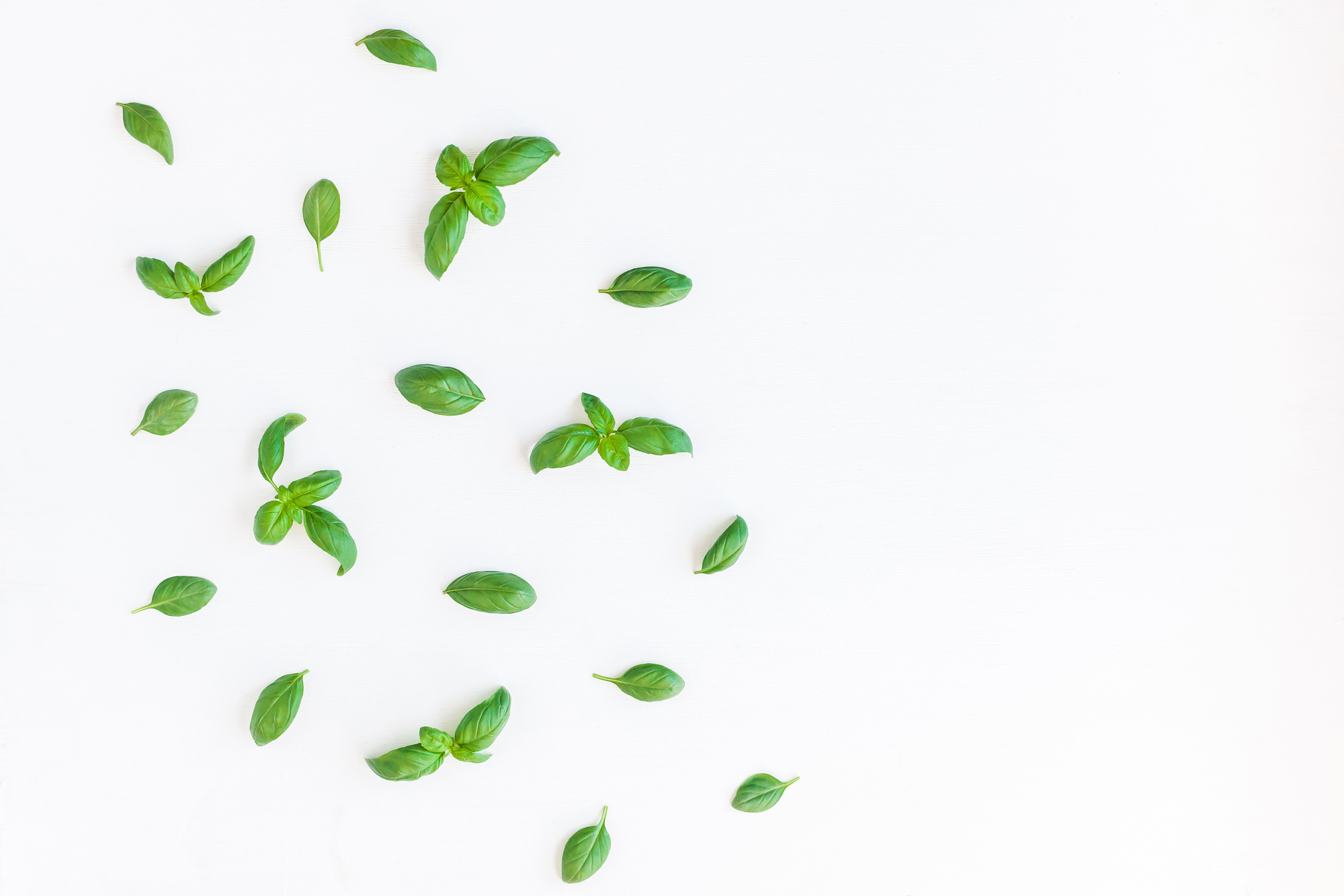 Fresh green basil on white background. Flat lay, top view